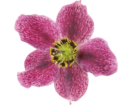 Detail květu čemeřice