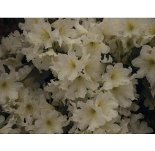 Detail bílých květů rododendronu