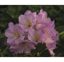 Detail květní laty rostliny Rhododendron