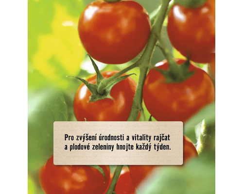 Rostlina rajčete s zralými rajčaty a doporučením pro týdenní hnojení
