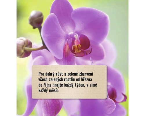Orchidej s tipy pro péči o zelené rostliny
