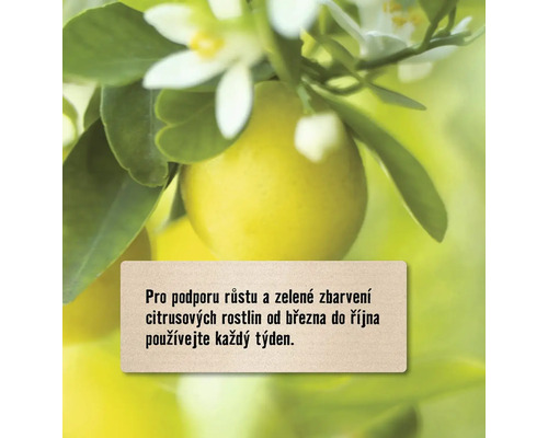 Informace o použití hnojiva pro růst citrusových rostlin