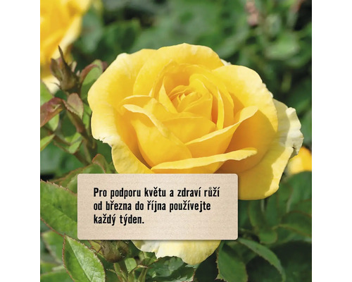 Žlutá růže s návodem na péči