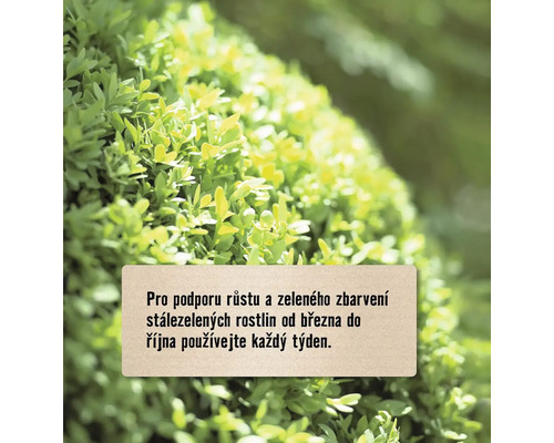 Stálezelená rostlina s textovými informacemi o podpoře růstu