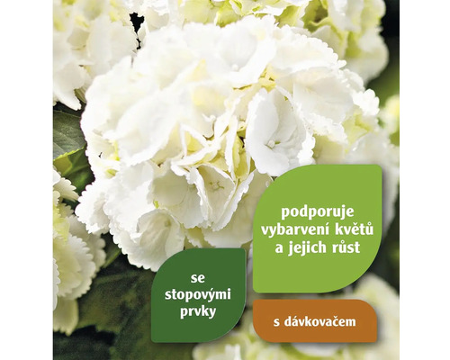 Detail bílého květu hortenzie