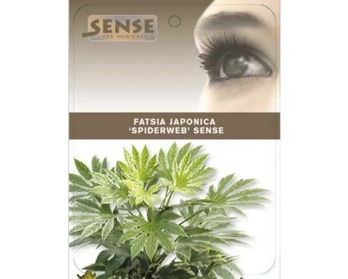 Pokojová rostlina Fatsia Japonica ''Spiderweb Sense'' v květináči