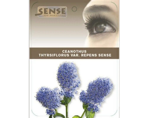 Obrázek rostliny Ceanothus thyrsiflorus var. repens Sense