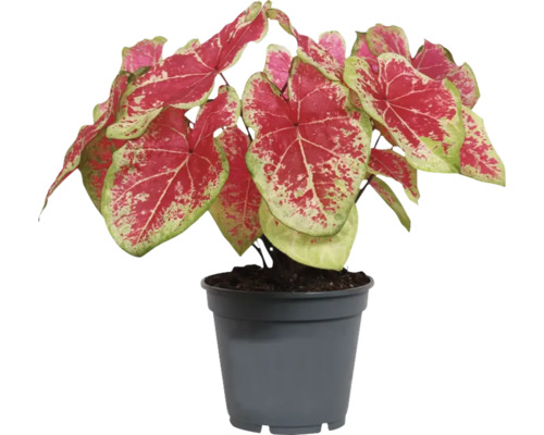 Caladium rostlina v květináči s červeno-zelenými listy
