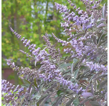 Drmek obecný FloraSelf Vitex agnus-castus 'Chicagoland Blues' květináč 4,5 l