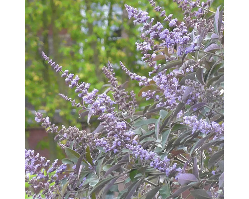 Drmek obecný FloraSelf Vitex agnus-castus 'Chicagoland Blues' květináč 4,5 l Kvetoucí keř drmku obecného na zahradě