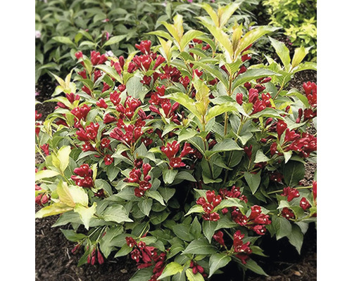 Vajgélie FloraSelf Weigela florida 'Cherry Love'® květináč 6 l