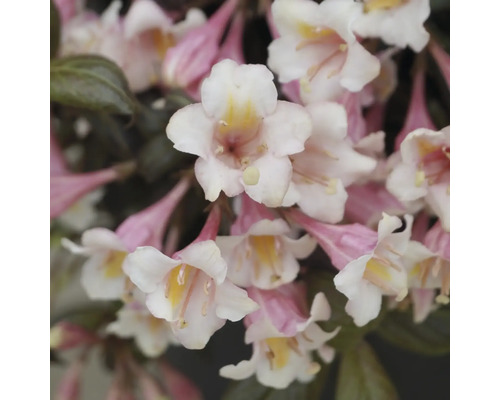 Vajgélie zakrslá FloraSelf Weigela florida 'Vintage Love' květináč 6 l
