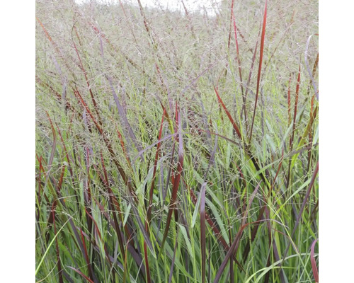 Proso prutnaté FloraSelf Panicum virgatum 'Squaw' 5-130 cm květináč 0,5 l