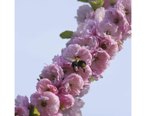 Mandloň trojlaločná FloraSelf Prunus triloba 'Rosenmund' květináč 6 l