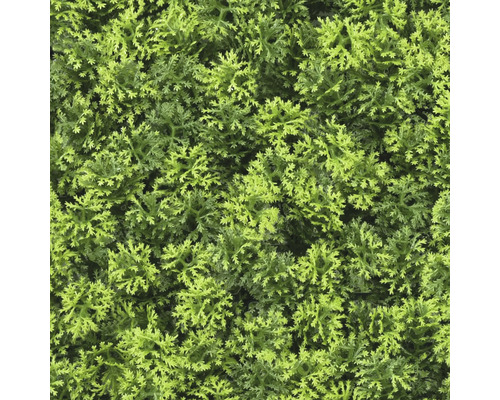 Detail umělého zeleného porostu jako rostliny do živého plotu