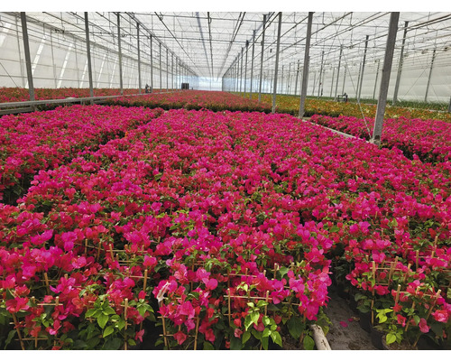 Skleník s rostlinami bugenvileje