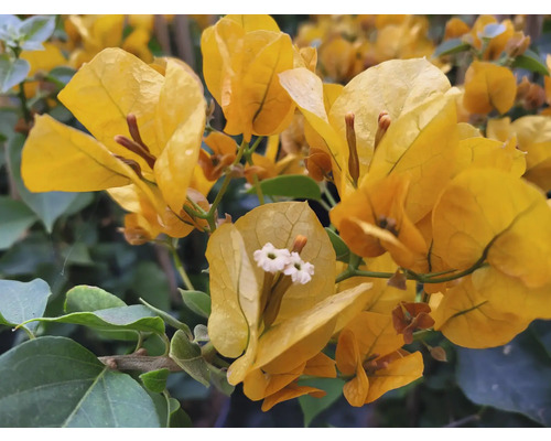 Detail žluté bugenviley