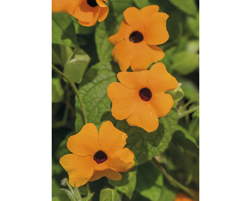 Černooká Zuzana oranžová FloraSelf Thunbergia alata pyramida celková výška cca 90 cm květináč Ø 19 cm