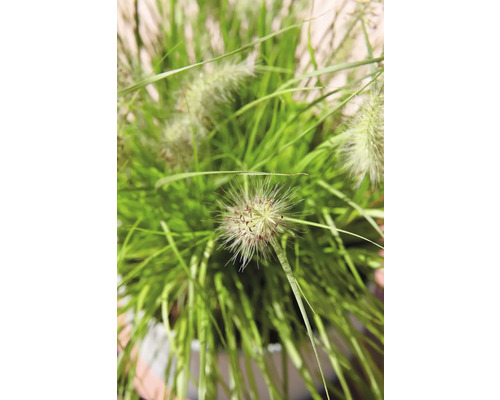 Dochan psárkovitý FloraSelf Pennisetum alopecuroides 'Hameln' výška 5-30 cm květináč 14 cm