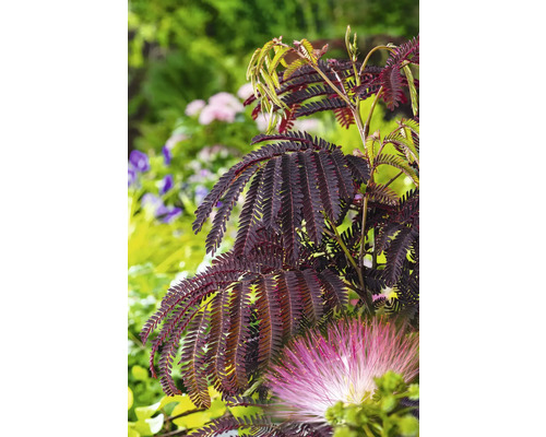 Albízie FloraSelf Albizia julibrissin 'Summer Chocolate' celková výška cca 40-60 cm květináč 7,5 l čokoládově hnědá