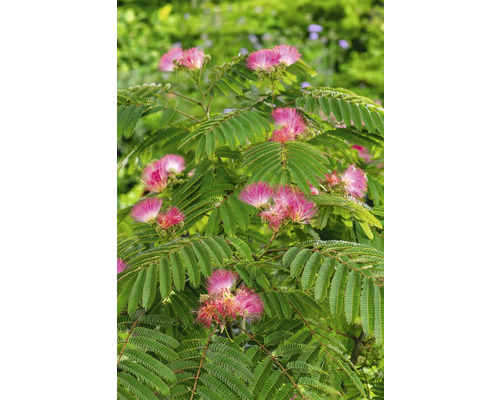 Albízie růžová FloraSelf Albizia julibrissin 'Ombrella' výška kmene cca 105 cm celková výška cca 160 cm květináč 18 l Albízie růžová FloraSelf Albizia julibrissin 'Ombrella' výška kmene cca 105 cm celková výška cca 160 cm květináč 18 l