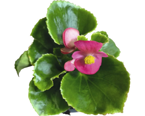Voskovka, begónie stálokvětá Begonia semperflorens květináč Ø 9 cm 1 ks, různé barvy