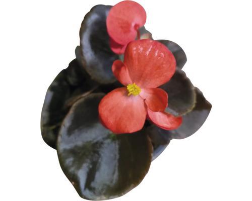 Begonie s červenými květy a zelenými listy.