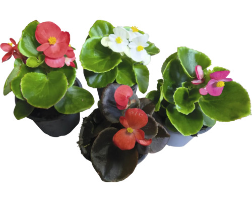 Voskovka, begónie stálokvětá Begonia semperflorens květináč Ø 9 cm 1 ks, různé barvy Různé begonie v květináčích