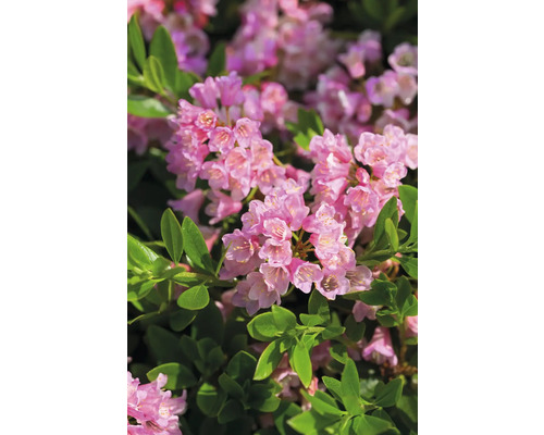 Pěnišník zakrslý drobnokvětý alternativa zimostrázu/buxusu Magenta Rhododendron micranthum 'Bloombux'® 5-10 cm květináč 11 cm