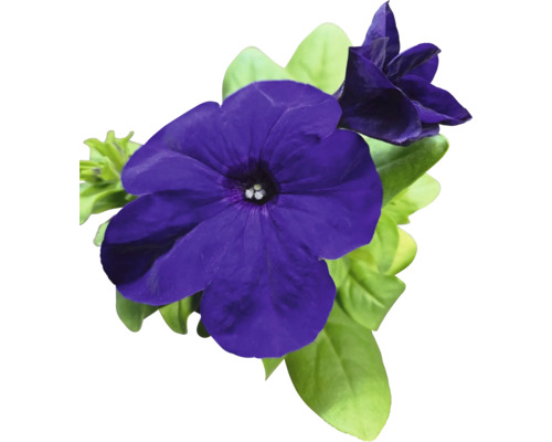 Detail fialových květů petúnie se zelenými listy