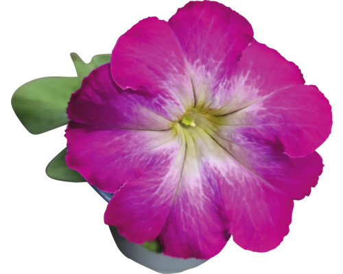 Petúnie v květináči