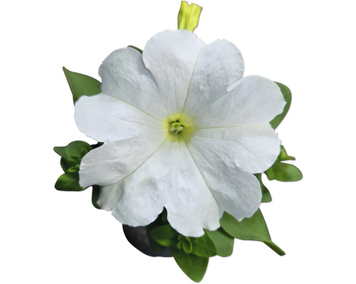 Bílá petúnie se zelenými listy