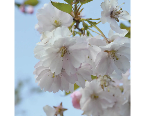 Detail větve kvetoucí třešně