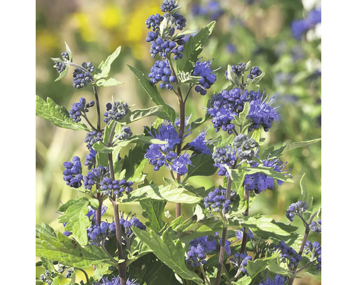 Ořechokřídlec Caryopteris clandonensis 'First Choice' výška 40-60 cm květináč 4,5 l Detailní záběr na modře kvetoucí rostliny se zelenými listy.