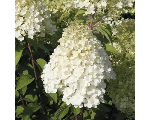 Hortenzie latnatá FloraSelf Hydrangea paniculata 'Bobo'® 50-60 cm květináč 6 l Latnatá hortenzie s bílými květy