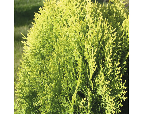 Túje, zerav východní zakrslý žlutý Thuja orientalis 'Aurea Nana' 30-40 cm květináč 3,7 l