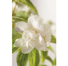 Pustoryl, jasmín zahradní, jasmín vonný FloraSelf Philadelphus 'Natchez' výška 60-80 cm květináč 4 l