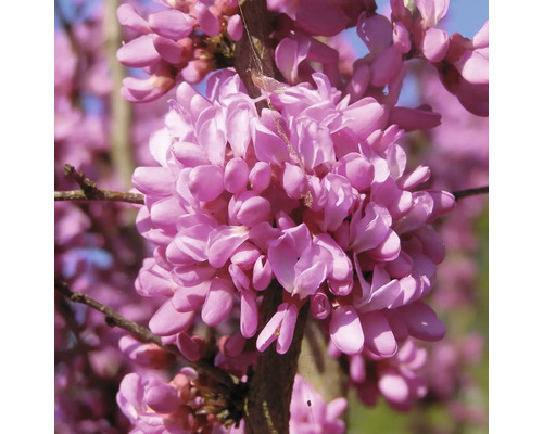 Zmarlika čínská FloraSelf Cercis chinensis "Don Egolf" polokmen 40 cm výška cca 70-80 cm květináč 6 l Zmarlika čínská FloraSelf Cercis chinensis "Don Egolf" polokmen 40 cm výška cca 70-80 cm květináč 6 l