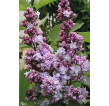 Detail kvetoucího šeříku