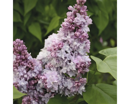 Detail květenství šeříku