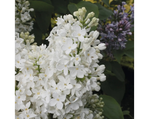 Detail kvetoucího bílého šeříku