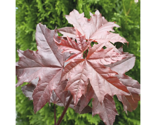 Javor mléč 'Crimson Sentry' XXL FloraSelf polokmen Acer platanoides 'Crimson Sentry' květináč 18 l