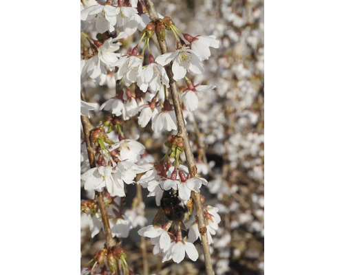 Kvetoucí okrasná višeň s čmelákem