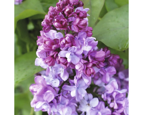 Detail fialově kvetoucí rostliny se zelenými listy