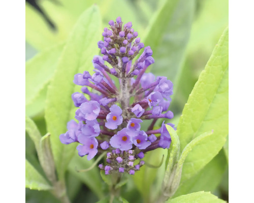 Motýlí keř, komule Davidova FloraSelf Buddleja davidii POQUITO® Holly výška cca 40 cm květináč 4,5 l