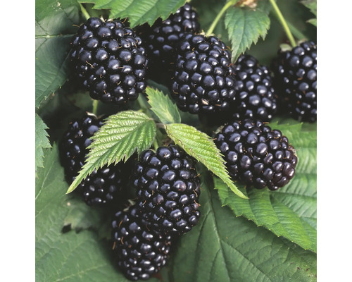 Ostružiník beztrnný BIO Hof:Obst Rubus fruticosus 'Triple Crown' výška 30-40 cm výška 15 cm