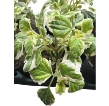 Plectranthus se zeleno-bílými listy
