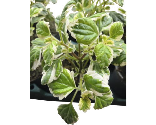 Plectranthus se zeleno-bílými listy