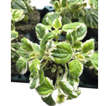 Plectranthus se zeleno-bílými listy