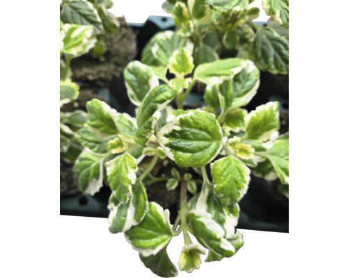 Plectranthus se zeleno-bílými listy